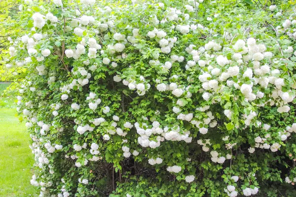 Çiçek açan gür beyaz çalı yoğun narin çiçek kümelerini sergiliyor.