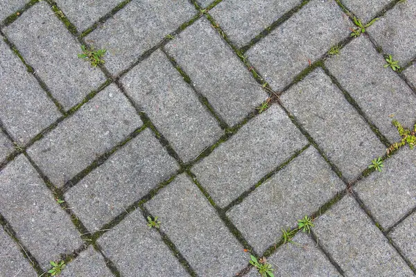 Yıpranmış Gri Taş Şablonu 'nun Ayrıntılı Görünümü Küçük Bitkiler Yarıklarda Büyüyor