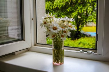 Taze Papatya Çiçekleri Çiçekleri Pencere kenarında Yeşil Doğa Görünümü ile Doğal Sabah Işığı