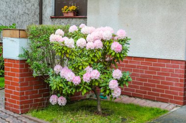 Çiçeklenen Pembe Şakayık Çiçekleri Kırmızı Tuğla Bahçesi Duvarına Karşı Güzel Manzara Karşıtlığı