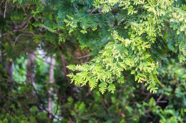 Ağaçtaki Taze Yeşil Yapraklar 'ın ya da Doğal Bokeh Oluşturarak Güneş Işığı Filtrelenen Çalıların Yakın Çekimi