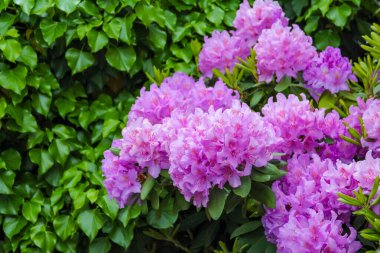 Yoğun Yeşil Sarmaşık Arkaplanına Karşı Tam Çiçekli Pembe Rododendron Kümeleri Macro Görünümü