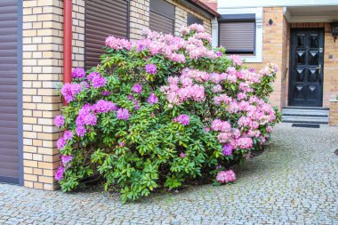 Canlı Pembe Rododendron Çalı Tuğla Konuta Girişte Çiçek açıyor