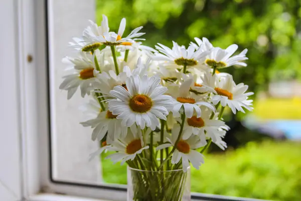 Parlak Yeşil Çim Arkaplanlı Beyaz Papatya Buketi Doğal Ev Ortamı Oluşturuyor