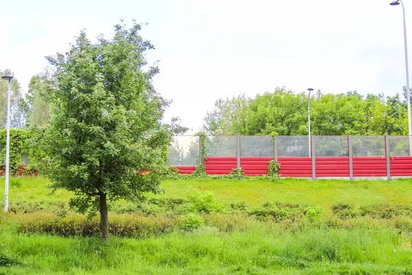 Yeşil alanda yetişen genç elma ağacı. Baharda gökyüzünün altında kırmızı çitler görünüyor.