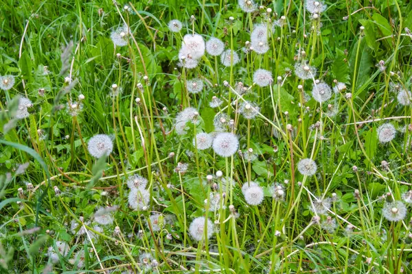 Beyaz karahindiba tohumu başları bahar çayırlarında narin kabarık tohumlarla dağılmaya hazır.