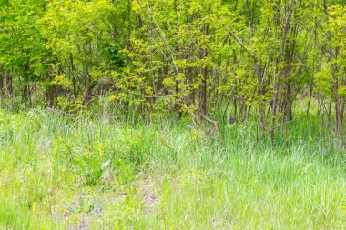 Genç ağaçlarla dolu yemyeşil bir ilkbahar çayırı parlak gün ışığında doğal orman kenarı oluşturuyor.