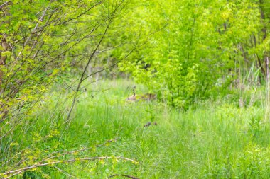 Yoğun çalılarla dolu canlı yeşil bahar ormanı gündüz vakti doğal orman atmosferi yaratıyor.