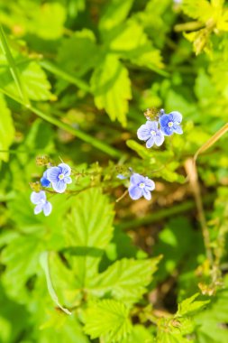 Sarı merkezli küçük, narin mavi çiçekler canlı yeşil yapraklar arasında açar, doğanın tazeliğini ve güzelliğini yakından yakalar.,