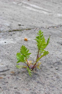 Beton kaldırımda büyüyen küçük yeşil bitki tohumu doğanın dayanıklılığını gösteriyor.