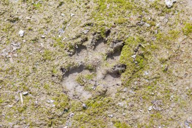 Doğal hava şartları ve yüzey bozulması detaylarıyla pürüzlü beton doku.