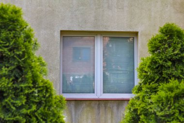 Tek pencereli modern bina cephesi ve iki uzun, yeşil, süslü kozalaklı ağaç.,