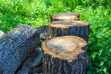 Görünür büyüme halkalarına sahip bir ağaç kütüğünün yakın plan görüntüsü ve doğal, açık hava ortamında kütükleri kesme,