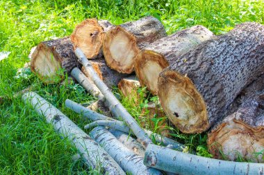 Bazıları ağaç kabuğu ile kesilen çeşitli ağaç ve dallar yığını, yeşil yapraklar arasında uzanan doğal bir orman,