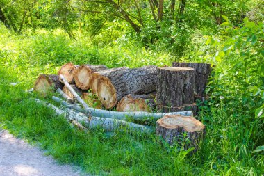 Doğal ve sakin bir manzarada çimenli bir banka boyunca düzgünce düzenlenmiş kesilmiş kütükler ve dallar koleksiyonu.,