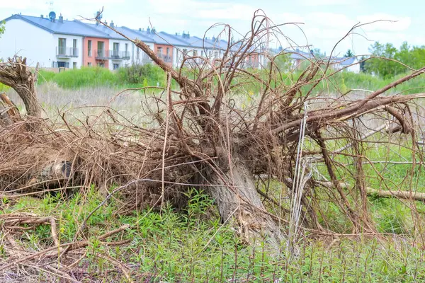 Açık alanda çıplak zemin ve dağınık çalı yığınları ile kırsal alan