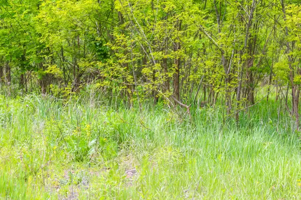 Genç ağaçlarla dolu yemyeşil bir ilkbahar çayırı parlak gün ışığında doğal orman kenarı oluşturuyor.