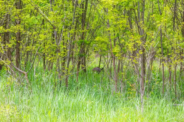 Canlı yeşil yaprakları ve çimenleri ile yoğun genç orman baharda doğal orman sığınağı oluşturuyor.