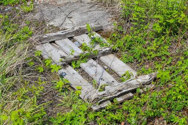 Kırık bir ahşap palet yerde çürüyor, kısmen yeşil çimenler ve küçük bitkilerle kaplı, açık havada çürümeyi ve terk edilmeyi simgeliyor.,