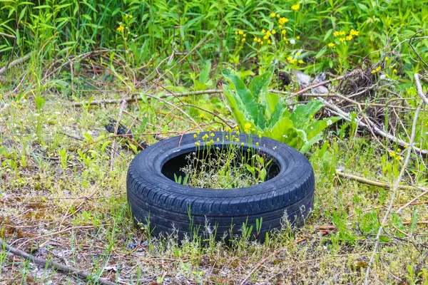 Terk edilmiş eski lastik aşırı gelişmiş doğal alanda çevresel kirlilik ve doğa ıslahı sergiliyor.