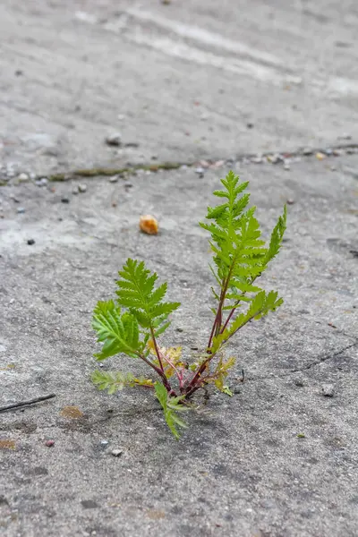 Beton kaldırımda büyüyen küçük yeşil bitki tohumu doğanın dayanıklılığını gösteriyor.