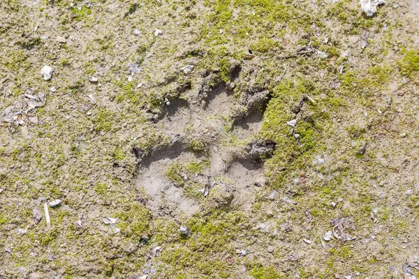 Doğal hava şartları ve yüzey bozulması detaylarıyla pürüzlü beton doku.