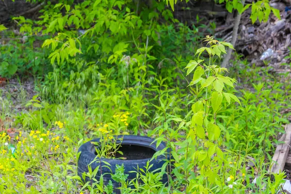 Kara metal varil, doğal ormanlık alandaki canlı yeşil orman bitkilerinin arasında unutuluyor.