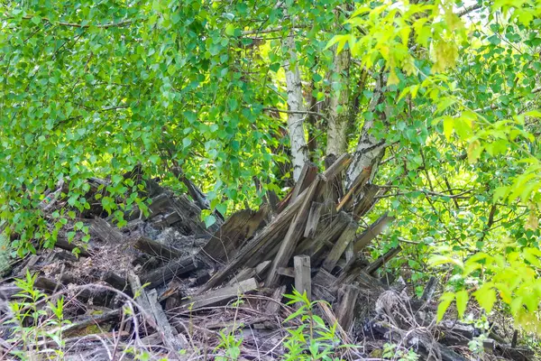 Düşen ağaç gövdesi orman zemininde yeşil yeşil bahar yapraklarıyla çevrili doğal bir köprü oluşturur.