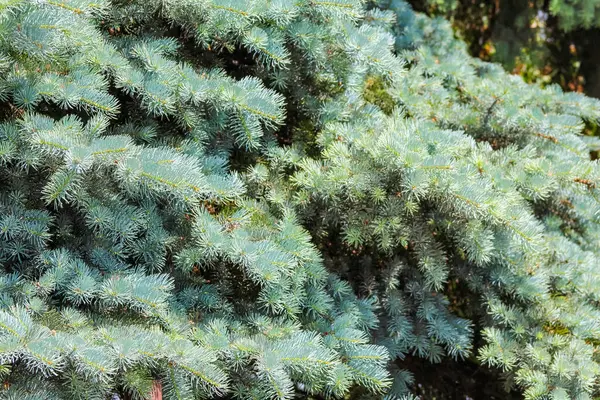 Yoğun gümüş-mavi ardıç dalları kümesi yumuşak iğne benzeri yaprak desenli doğal dokulu arkaplan oluşturur.