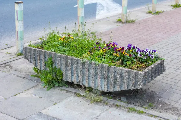 Yeşil bitkiler ve mor çiçeklerle dolu dekoratif ahşap saksı şehir ortamında beton kaldırıma yerleştirilmiş.