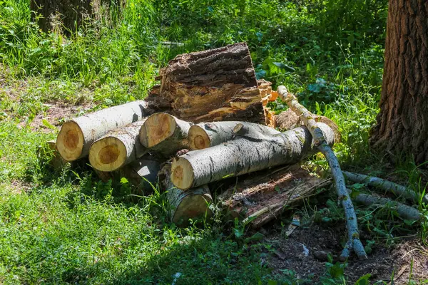 Güneşli bir orman ortamında, bir ağacın yakınındaki yeşil çimlerin üzerinde dinlenen taze kesilmiş kütükler yığını.,