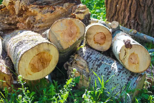 Etrafı yeşil yapraklarla çevrili, görünen halkaları olan birkaç ağaç gövdesine yakın plan.,