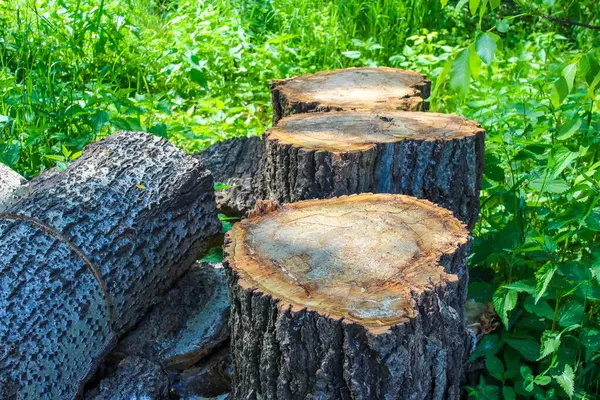 Görünür büyüme halkalarına sahip bir ağaç kütüğünün yakın plan görüntüsü ve doğal, açık hava ortamında kütükleri kesme,