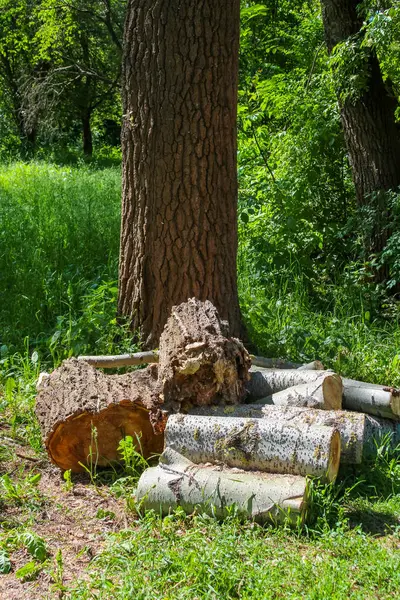 Keresteler yeşil bitkilerle kaplı doğal bir ortamda büyük bir ağacın dibinde yere saçıldı.,