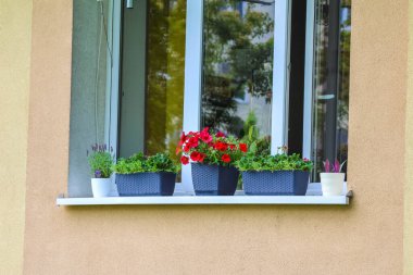 Şeftali rengi bina duvarının beyaz pencere eşiğinde saksıda kırmızı sardunya çiçekleri olan pencere.