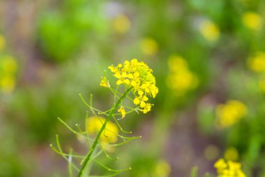 Açık havada yeşil yeşilliklerle açan parlak sarı kır çiçeğinin yakın çekimi.