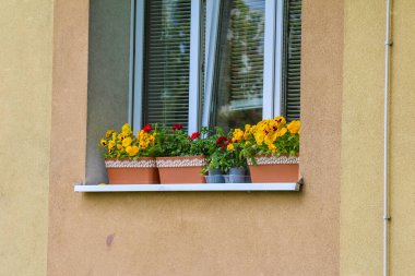 Beyaz çerçeveli pencere, turuncu kadife çiçekleri bej bina dış yüzeyinde terasotta tenceresi.