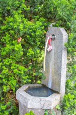 Üzerinde haç şeklinde bir haç olan beyaz taş bir anıt, canlı yeşil yapraklarla çevrili, muhtemelen bir mezarlıkta..