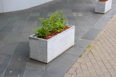 Asfaltlı bir yüzeye döşenmiş küçük yeşil bir bitkiye sahip dikdörtgen beyaz bir beton ekici..