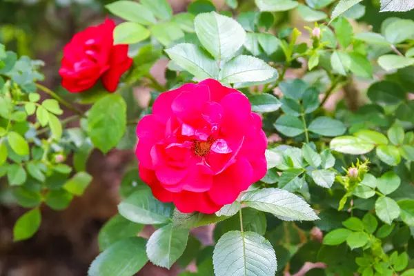 Yeşil yapraklı, parlak kırmızı gül çiçeği bahçeye yakın çekim fotoğrafında yakalandı.
