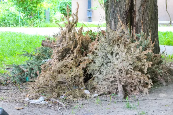 İnşaat veya peyzaj alanı yakınlarında büyük bir toprak ve taze toprak yığını kazıldı