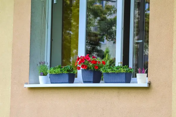 Şeftali rengi bina duvarının beyaz pencere eşiğinde saksıda kırmızı sardunya çiçekleri olan pencere.