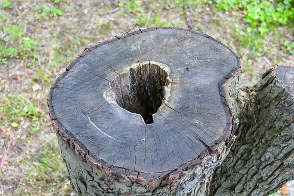 Doğal zemin yüzeyinde merkezi delik olan eskimiş, dairesel bir değirmen taşı.