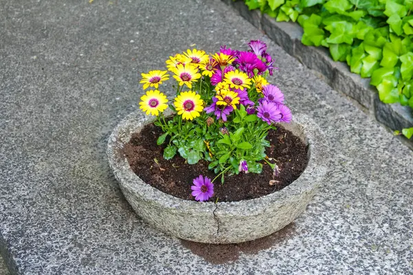 Bahar mevsiminde mezarlığın yanındaki çimentoda açan renkli nonoş çiçekleri.