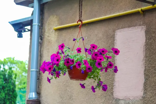 Arkaplanda yeşil yapraklı, sıcak, sessiz, pembe bir bina cephesine asılmış, sallanan pembe petunya kümesi..
