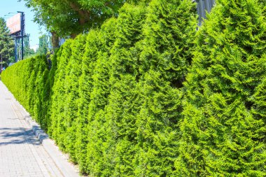 Geometrik kesinlik ve peyzaj ile kentsel yaya geçidi boyunca doğal yeşil koridor oluşturan yoğun yeşil çit