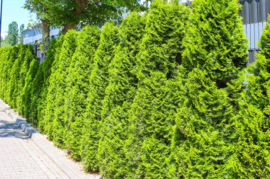Mükemmel manikürlü yeşil çit duvar yerleşim alanındaki beton kaldırım boyunca doğal gizlilik bariyeri oluşturuyor.