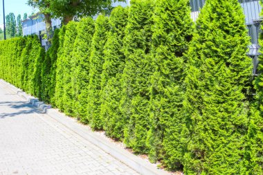 Uzun kozalaklı çit, yoğun yeşillik ve profesyonel peyzaj bakımıyla dikey yeşil duvar sınırı oluşturuyor.