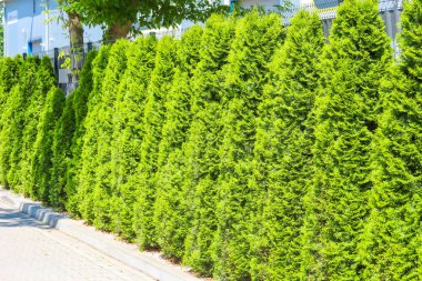Kusursuz geometrik çizgiler ve yoğun yeşil yapraklar içeren düzgün budanmış çit duvar yerleşim alanı tasarımında