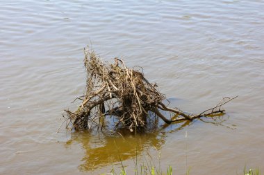 Çamurlu nehir suyuna batmış ve soyut doğal bir heykel oluşturmuş.